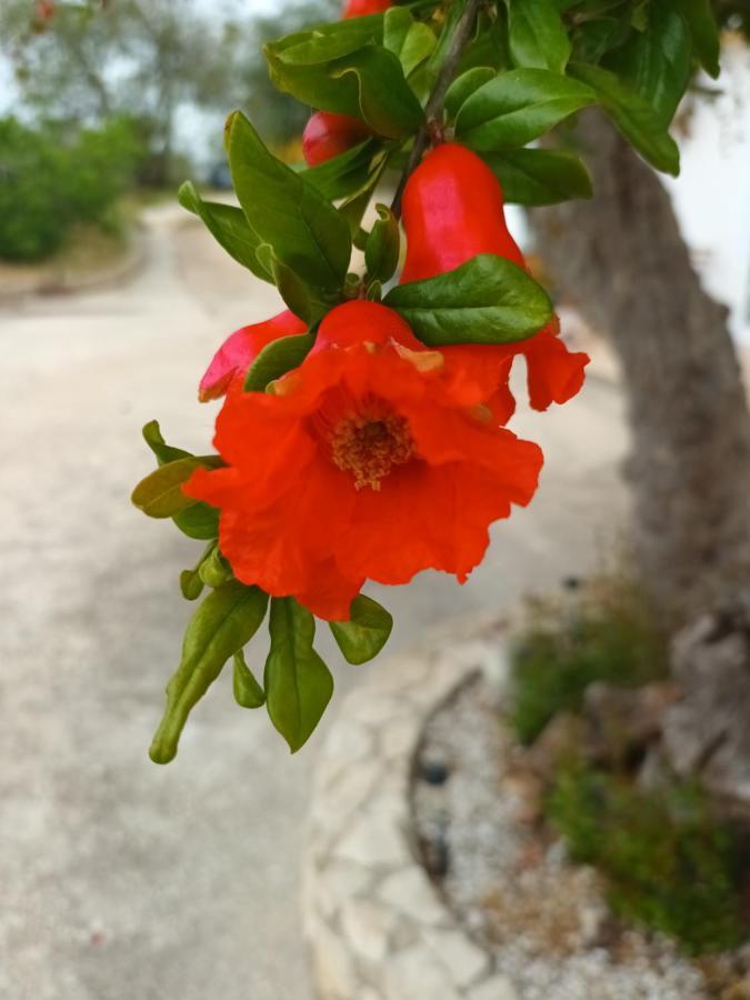 Quinta Da Romazeira São Bartolomeu de Messines